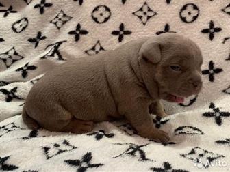  ,  , American Bully     ,   :  ,  :  ABKC :  (  35-37  