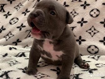  ,  , American Bully     ,   :  ,  :  ABKC :  (  35-37  