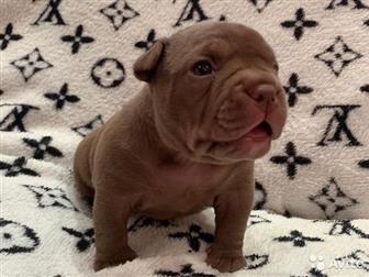  ,  , American Bully     ,   :  ,  :  ABKC :  (  35-37  