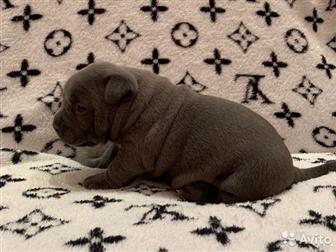  ,  , American Bully   , :  , :  ABKC:  (  35-37 ,   