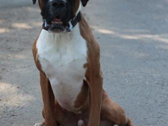 ������, �������, ������, 01, 01, 2016 �, �, ��� ������ Boxer � ������