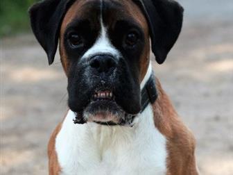 ������, �������, ������, 01, 01, 2016 �, �, ��� ������ Boxer � ������