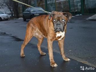 ������, ������, ������, 17, 11, 2009��� ������ Boxer � ������
