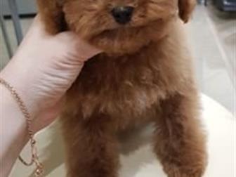 ��������� ��� � ���� Teddy � ������ red braun,  ������� 3 ������, ��������� ������,  ����� �������� �����,  ����� ������, ���� � ����� �� �������,  ����� ��� ������� � ������