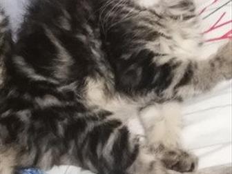      ,  , ,     ,    ROYAL CANIN MAINE COON KITTEN,    ,  