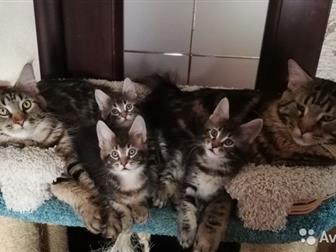      ,  , ,     ,    ROYAL CANIN MAINE COON KITTEN,    ,  