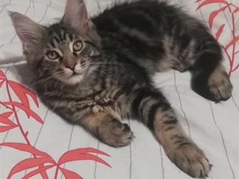      ,  , ,     ,    ROYAL CANIN MAINE COON KITTEN,    ,  