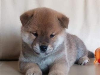 ������ � �������� � ����� ��� ���� ( ����) ������� � ��������,  ���� ������  ��� ��������������,  ��������� ��� , ��������, ������,  ���� 45-60,   �������� ��������, � ������