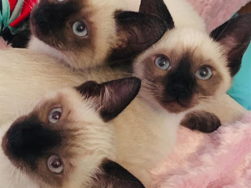 Сиамская кошка купить