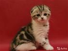  Scottish Fold  Scottish straight