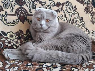    ( Scottish Fold)  ,     ,      ,   