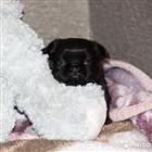 �������, ����������� �������