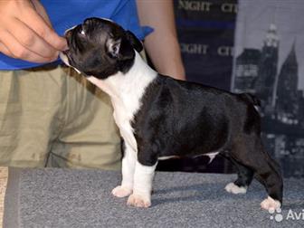 �������� PREMJER BOSTON ,�,  ����������� ���������� � �������������� ������ ������ ������� , �� �������� �������� ���������, ������� �������� � ������� ����  � ������� � ������������