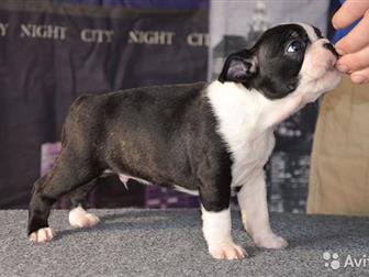 �������� PREMJER BOSTON ,�,  ����������� ���������� � �������������� ������ ������ ������� , �� �������� �������� ���������, ������� �������� � ������� ����  � ������� � ������������