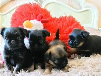 ����� �������� ������������� (�������), ������������ (��� ������� � �������) ,  ���� �������� 12 ������� 2019 ����,  � ������ ����� ������� ��������  ���������� � ������������