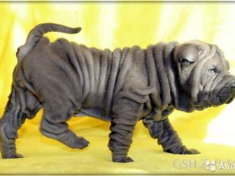 ����������  ������ ��� - ��� �������� ������ , ��� ������ - ���� �� �������� ����, ������ ����� ����������, ������������ ������ � ����������� �����������, ����� � ������������