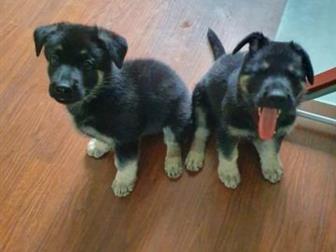 ������������� �������� �����-������� �� ����� �������������� ���� ����������� � ����� �������,   ����� �� ����������������, �� � ����� ��� ������ �������� ���������- � ������������