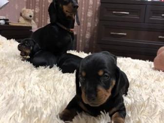 ������ ������ �����, �������,  ������� 1,5 ������,  � ������� ��������,  ���� � ���� �����, � ������������