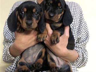 ������ ������ �����, �������,  ������� 1,5 ������,  � ������� ��������,  ���� � ���� �����, � ������������