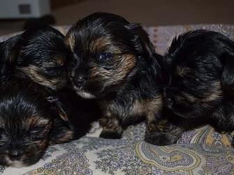 ����� �������� 21 �������, 3 ������� � 1 ������� ��� ��������, ������� � �������� �������! ��� �������������� ������!������ �������� �� 4 �� �������� ������! ������� � ������������