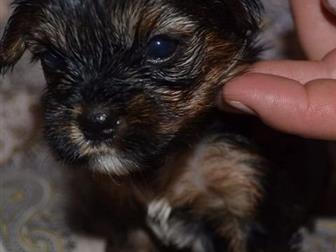 ����� �������� 21 �������, 3 ������� � 1 ������� ��� ��������, ������� � �������� �������! ��� �������������� ������!������ �������� �� 4 �� �������� ������! ������� � ������������