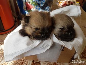 ������� � ������� ��������,  ������� � �������,  �������� 27 �������, ����-����� ���� ������, ����-����� ��������,  ���� ����� ���� ������ � ������������