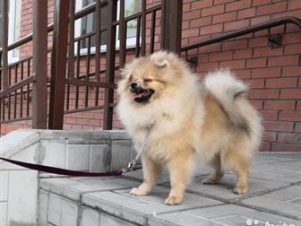 ��� �������, ���� �������� 17, 03, 2019,  ���� �� ��� ���������� (�� ������),   ���������, ��������, � ������������