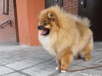 ��� �������, ���� �������� 17, 03, 2019,  ���� �� ��� ���������� (�� ������),   ���������, ��������, � ������������