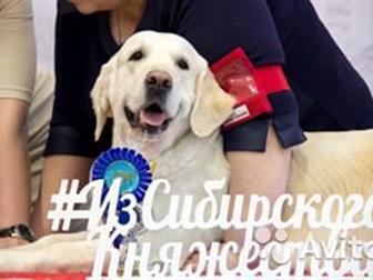 ����� ����������� ��������� �� ���������� ������������ ����, ���������,  ���� ������: Valencia iz Sibirskogo knyajestva; ���� Vashe Blagorodie iz Stolicy Urala, � ������������