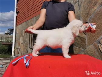 ����� ����������� ��������� �� ���������� ������������ ����, ���������,  ���� ������: Valencia iz Sibirskogo knyajestva; ���� Vashe Blagorodie iz Stolicy Urala, � ������������