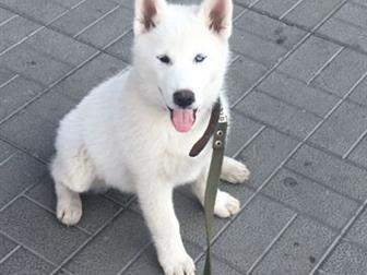 ����� ����� �����, 3 ������, � ������������