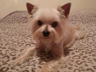 ����� � ������, ��������, ����� ������, ��� 4��, 4 ����, 4 ���������,  �������� ������ ������,  ���� ���������� �� ����� 1000� � ������������