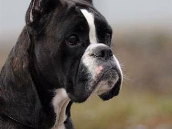 ��������� �������� ����� �������, ��������,  2 ������,  �������, ��������,  ����� �������� � �����,  ����� ��������� � �������� �������� � �����,  � ������ �������� � ������������