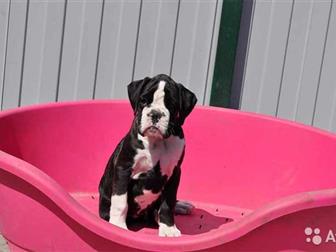 ��������� ��������� ����������, ��������� �������,  ���� ������ ������,  ����� 3 ���,  ������ �� ��������,  � ������� �����,  �� ��� ����������,  �������� � ����� � ������������