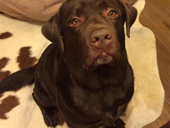 ������ 6, 5 ���, ������, ������,  ������� ������, �������� �����������, ��������� ���,  ���� 4 ������ �������� � ������� ������, ������� � ����������� ������,  �� � ������������