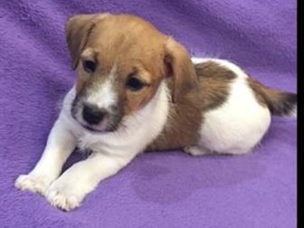 ��������� ����� ����-������, ��� ��������,  ���� �������� 07, 08, 19,  �� ������ ������� ��������� ��� (������� �����), ������������ �������, �������� �� ��������, � ������������