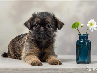 ����� ������������� �������� �� ���������, ����� ����������: ������������ �������, �������� � ������������� c����� , ������ ����������, ������,  ���������������� � ������������