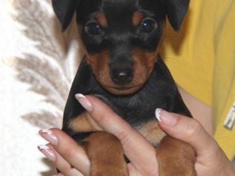 �������������� ����� ������ ����������� ������ �����-��������, ���� �����, � ������� ����� ���������� ���������,  ���� �������� 08, 08, 2019�, �������� - ������������ � ������������