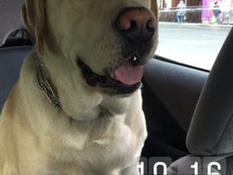 �������� ������, ������������ ������ ���������-��������� ���� �����-������� ��� �������� ���������,  ������� 3 ����, ����� �������, ������� ������, ������, ��� �������� � ������������