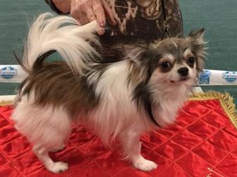 ������������ ��� ����� ��������,������� ������ � �����������,��������� ������� �������, ������� ��������, � ������������