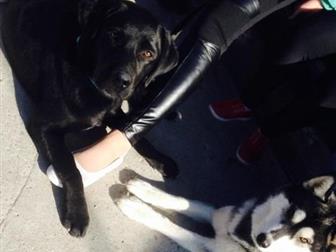 �������� - �������, ��� ����,  ���� �������, � ������� ��������, ������� � �������, � ������������