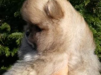 �������� �����,  �������� 4, 08, 19 � 5, 08, 19,  ���� �������� � �������,  �����  ��������� ���� , � �������  ���� � ����-������,  ������,  �� ����� �����������, � ������������