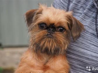 �������������� ������� ������������� ��������,  �������� �����������, ���������� �������������, ������������� ���������, ������ ���������� � �� � ������������