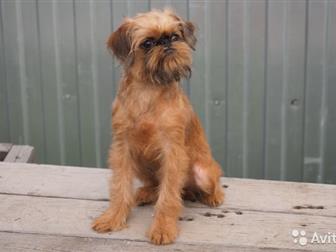 �������������� ������� ������������� ��������,  �������� �����������, ���������� �������������, ������������� ���������, ������ ���������� � �� � ������������