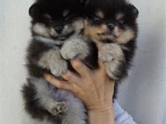 �������� ���������� ������� � ��������� ����������� ������ ������ ������� �����- ��������� ������, �� 01, 08, 2019, ��������� ���,  ������, �������� ����������� � ������������