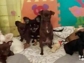 ����������� �����Ļ ������������ ��� �������,  ������ 2 ���,  ���������� ������� �/� � �������� �/�,  ���� �� 15 �-�,  �������� ��������, ����������������� ����������, � ������������