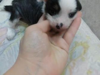 ������ ������ ��������� ��������,  3������� � 1 �������,  �������� 12,09, 19�,  ��� ����������� �� ��������,  ���� ���� ������� � ��� ���,  ����, � ������������