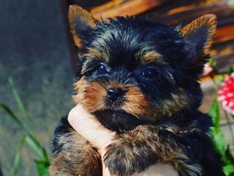 ���������� �������������� ������ ,������ ����������� ������ �, �17, 08, 2019 ����� ������� � �������� ����� 22, 10 � ������ ������� ���������� ��� ,������� ,����� � ������������