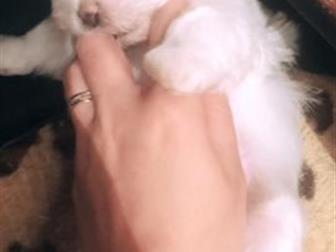 ��������� �������������� ����-��������, �������� ��� ������ � ������������