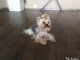 � ����� � ���������������� ��������� ���������: ��������� ������, 6 ���, ����� (���� 1,2),  � �������� �����������,  ��� JERICHO DU GALOP DU GLOBE, ������ �����, � ������������